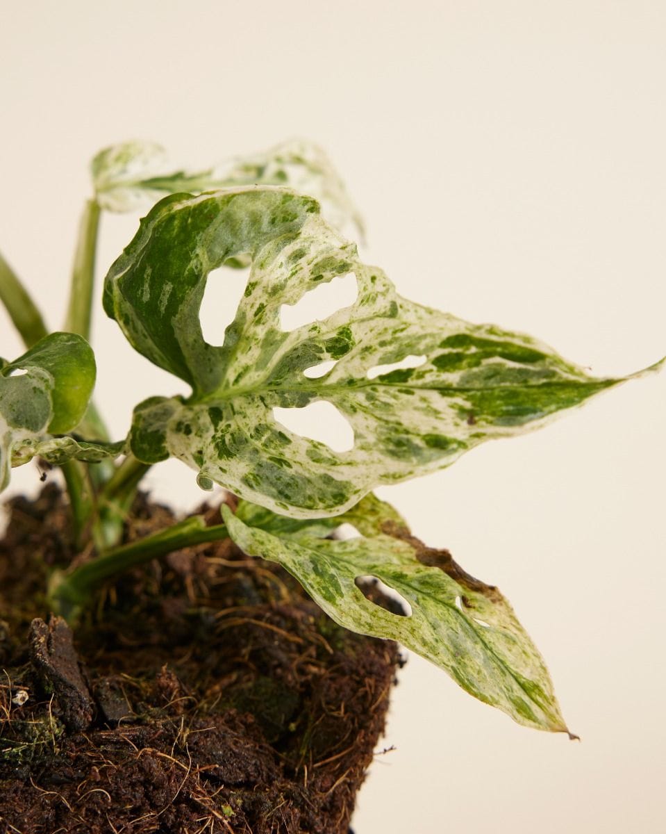 Monstera Monstera Frozen Freckles