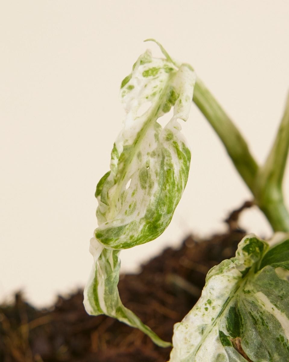 Monstera Monstera Frozen Freckles