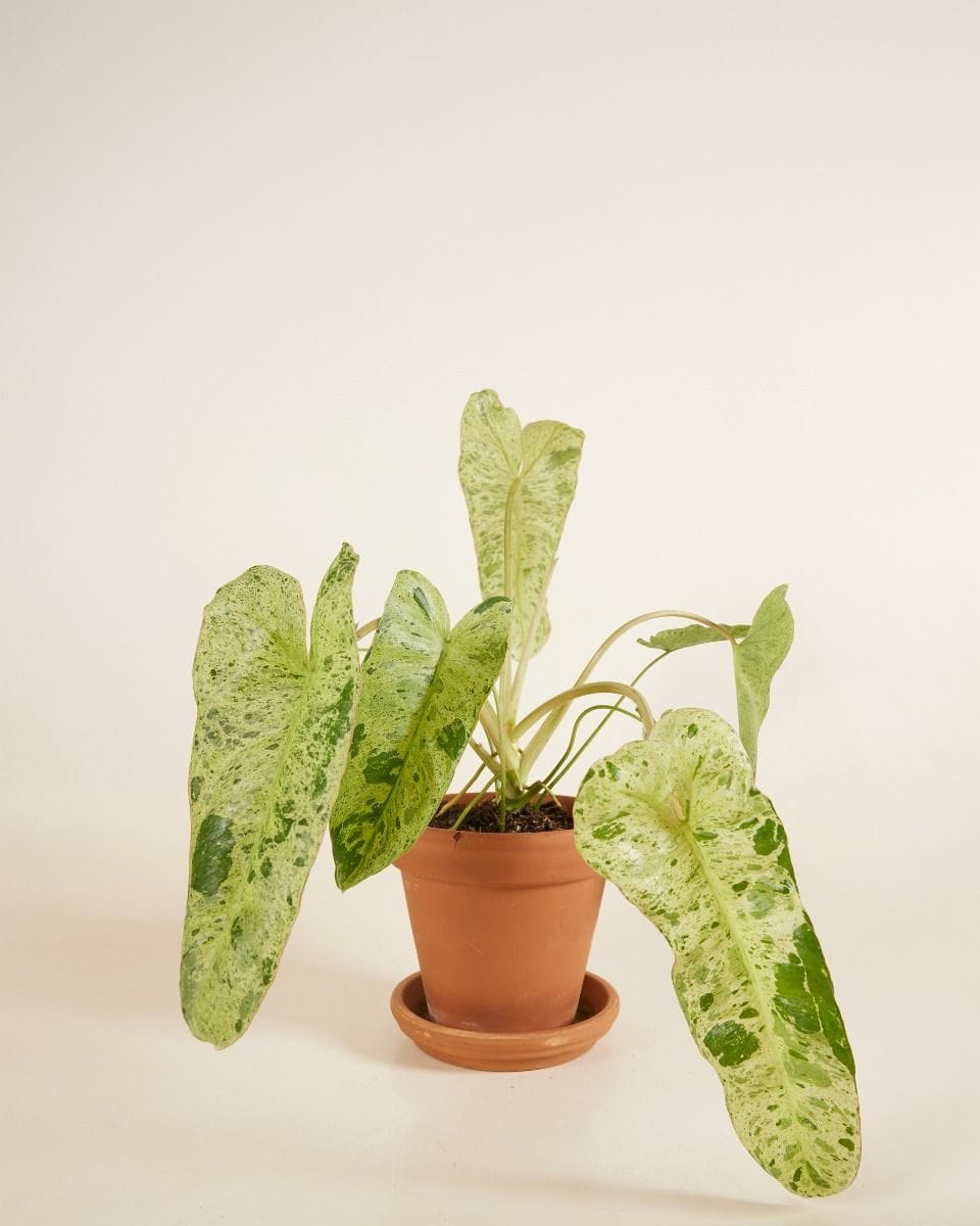 Philodendron Paraiso Verde