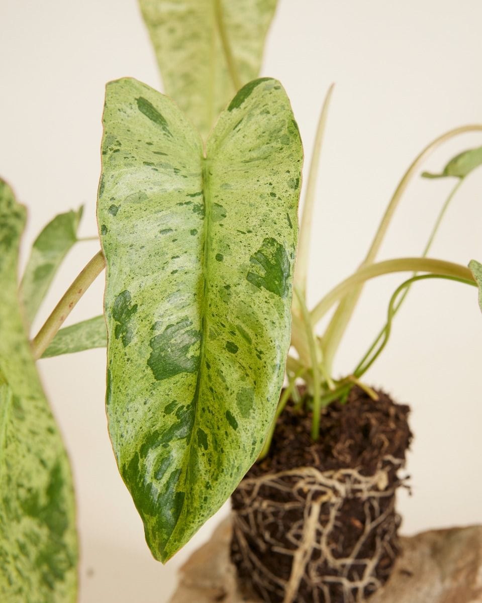 Philodendron Paraiso Verde