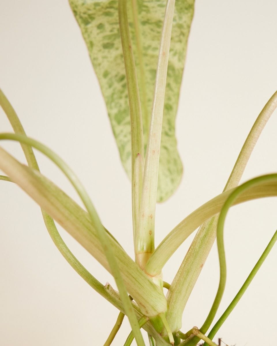 Philodendron Paraiso Verde
