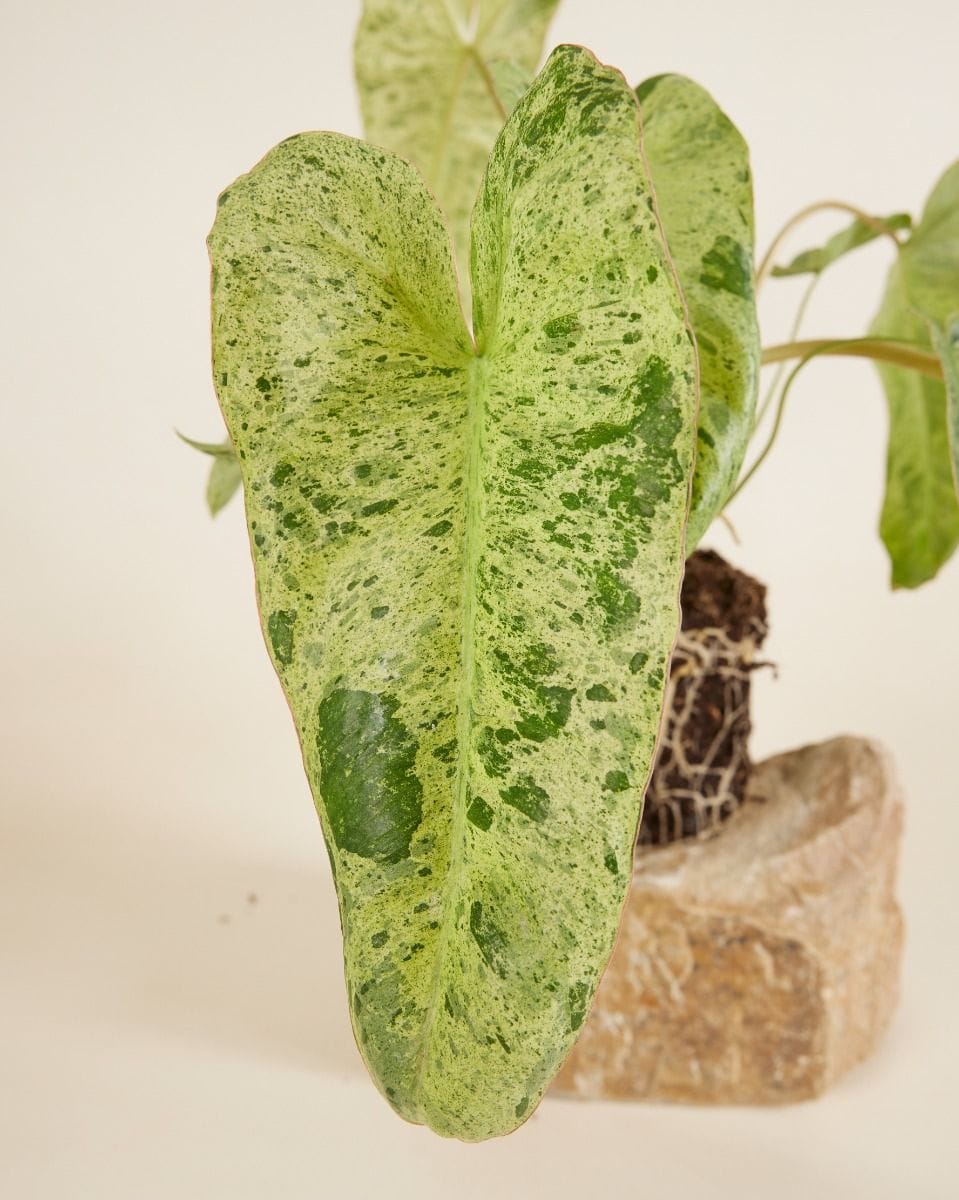 Philodendron Paraiso Verde