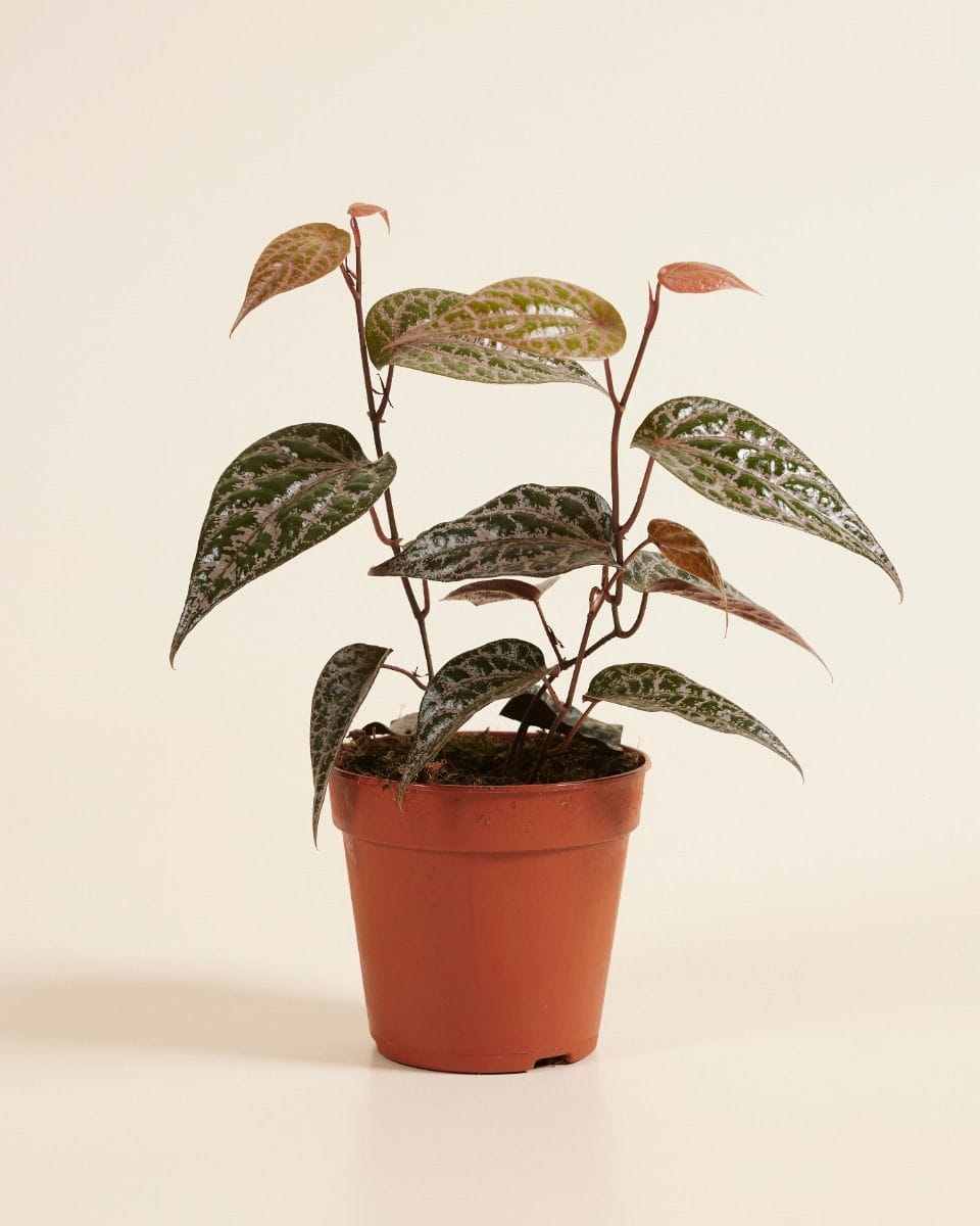 Piper Crocatum