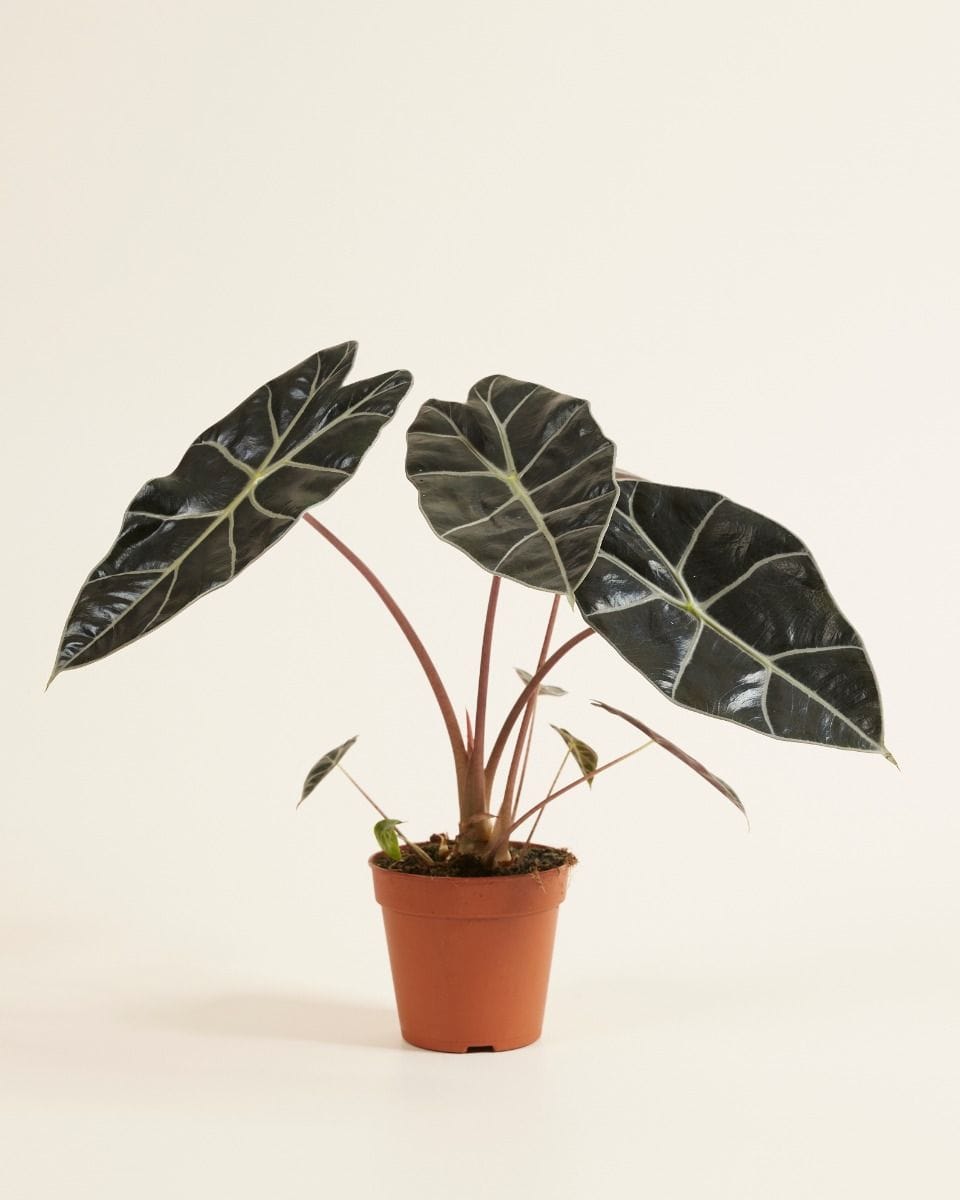 Alocasia Elefantenohr Longiloba Watsoniana