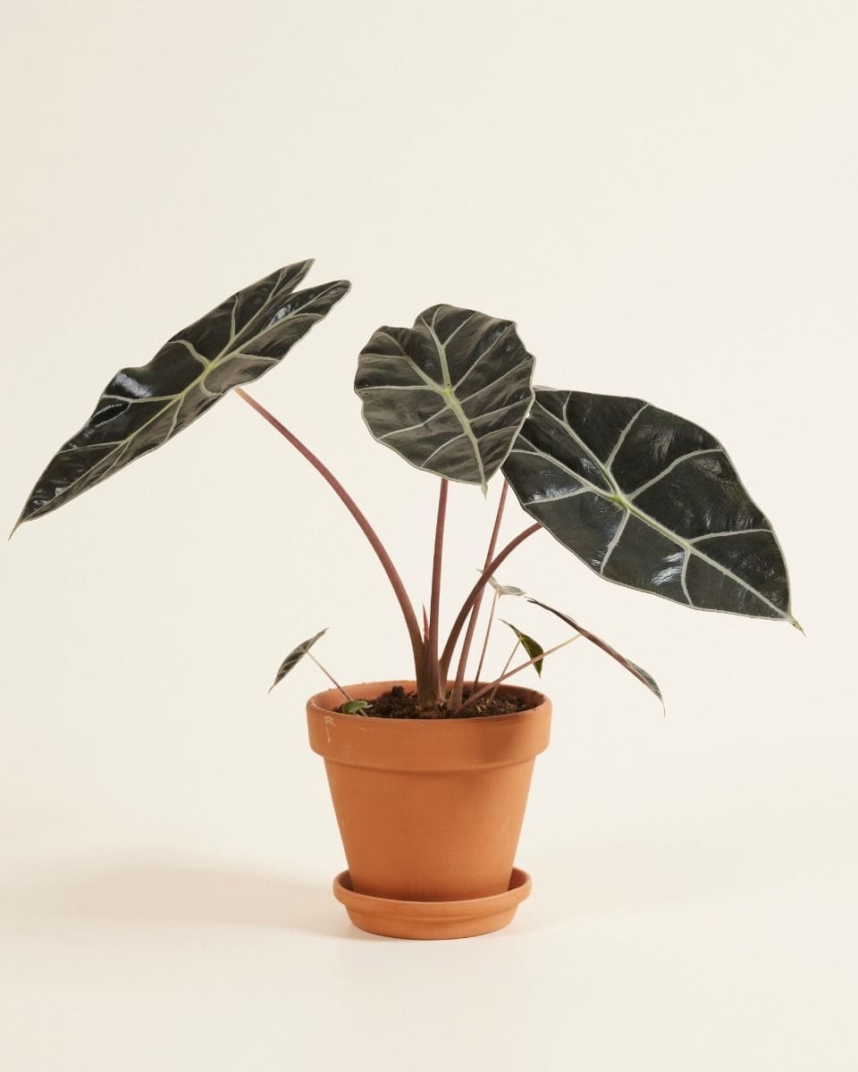 Alocasia Elefantenohr Longiloba Watsoniana