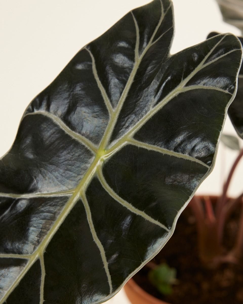 Alocasia Elefantenohr Longiloba Watsoniana