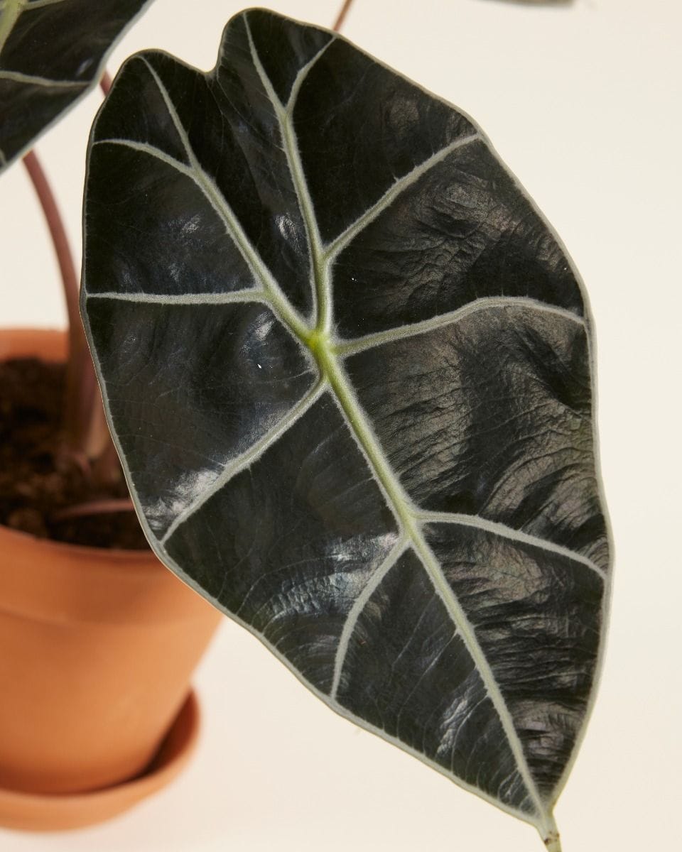 Alocasia Elefantenohr Longiloba Watsoniana