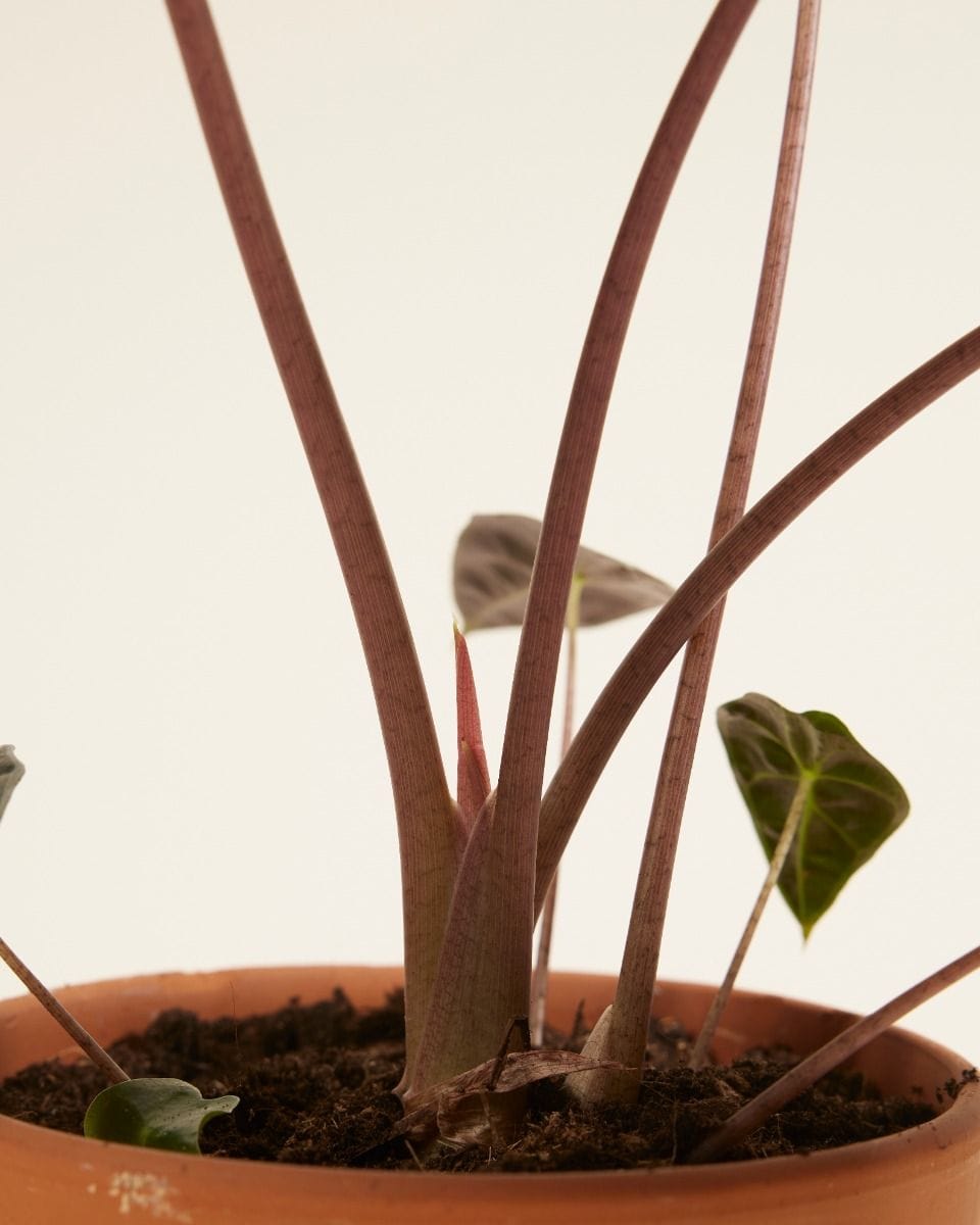 Alocasia Elefantenohr Longiloba Watsoniana