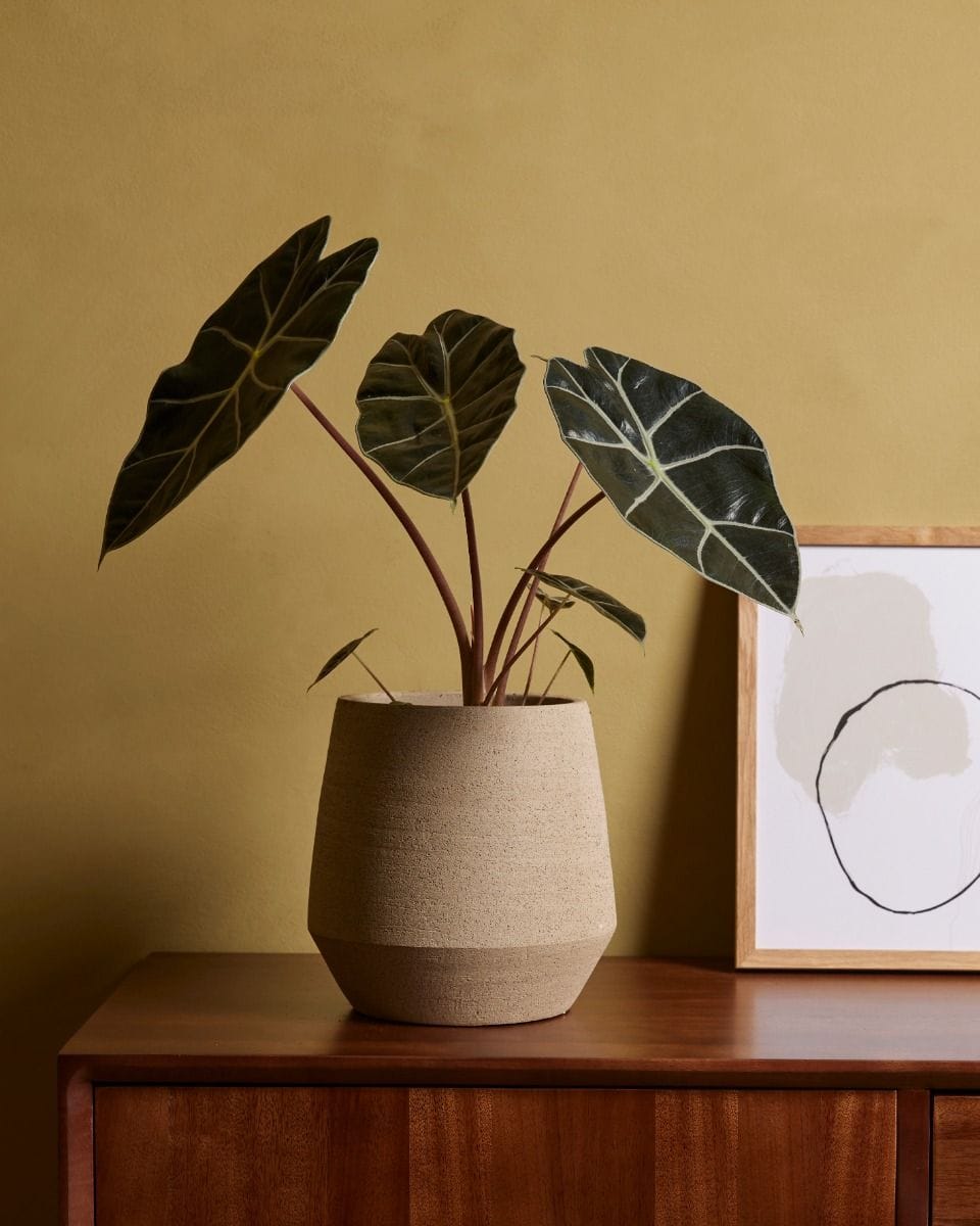 Alocasia Elefantenohr Longiloba Watsoniana