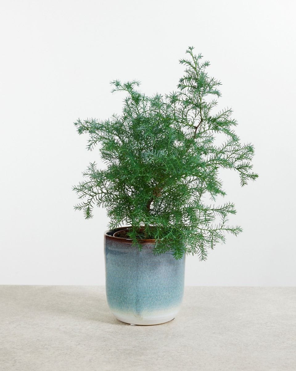 Chamaecyparis pisifera Squarrosa