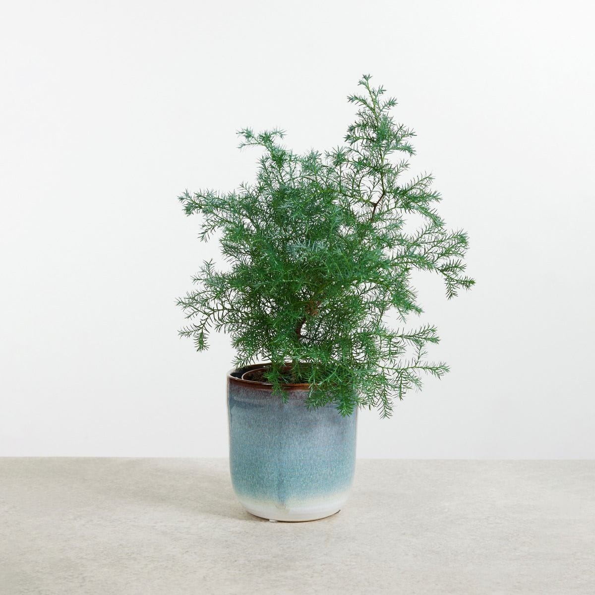 Chamaecyparis pisifera Squarrosa