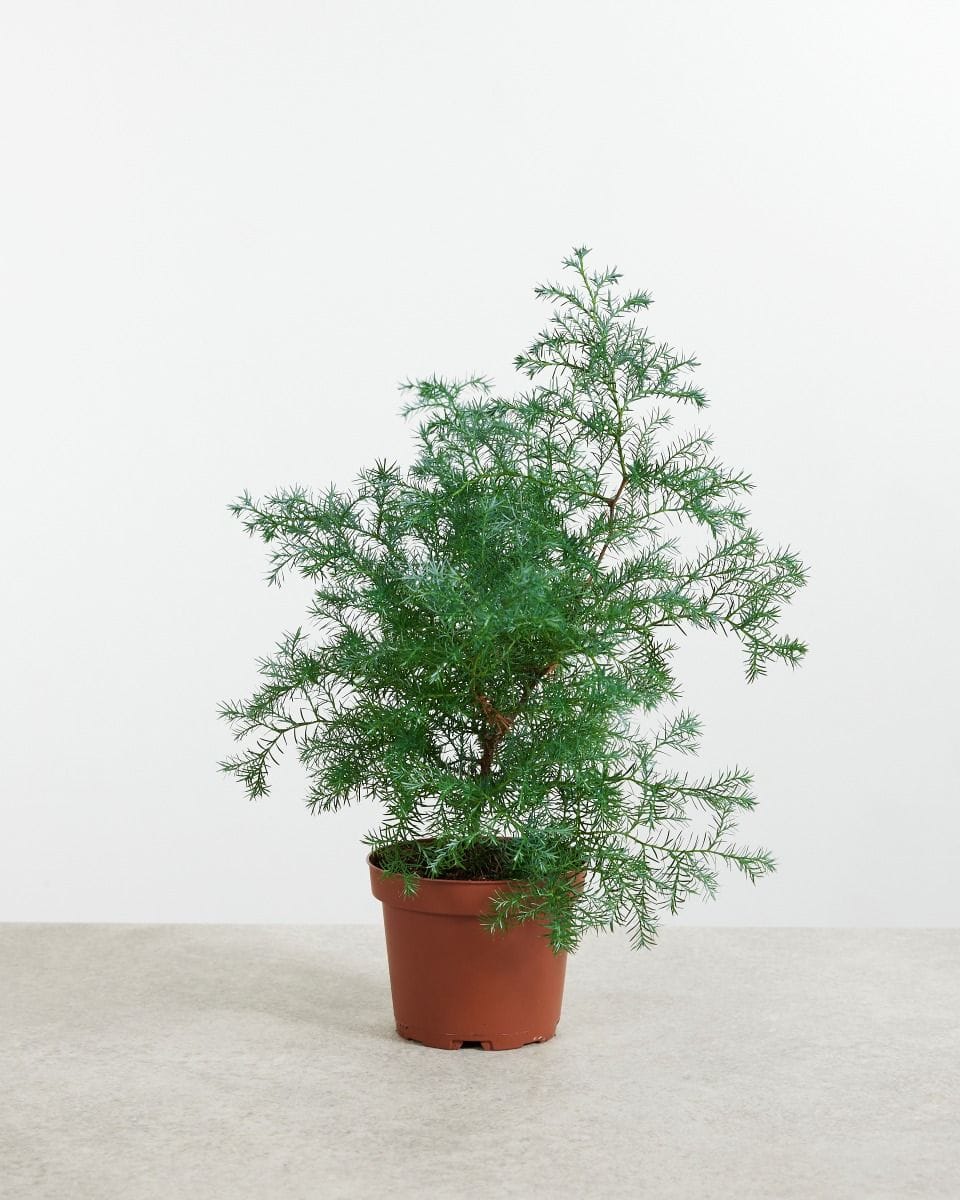 Chamaecyparis pisifera Squarrosa