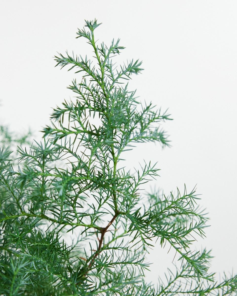 Chamaecyparis pisifera Squarrosa