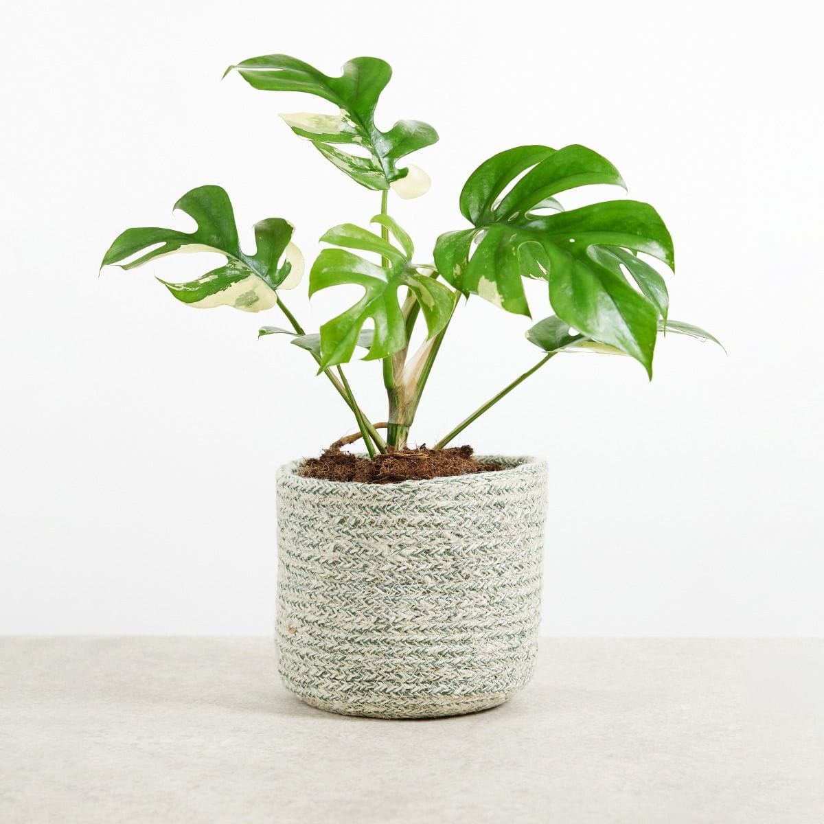 Rhaphidophora Tetrasperma Variegated