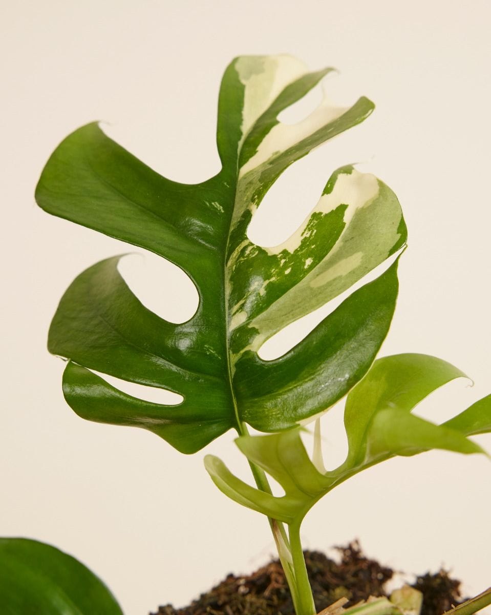 Rhaphidophora Tetrasperma Variegated