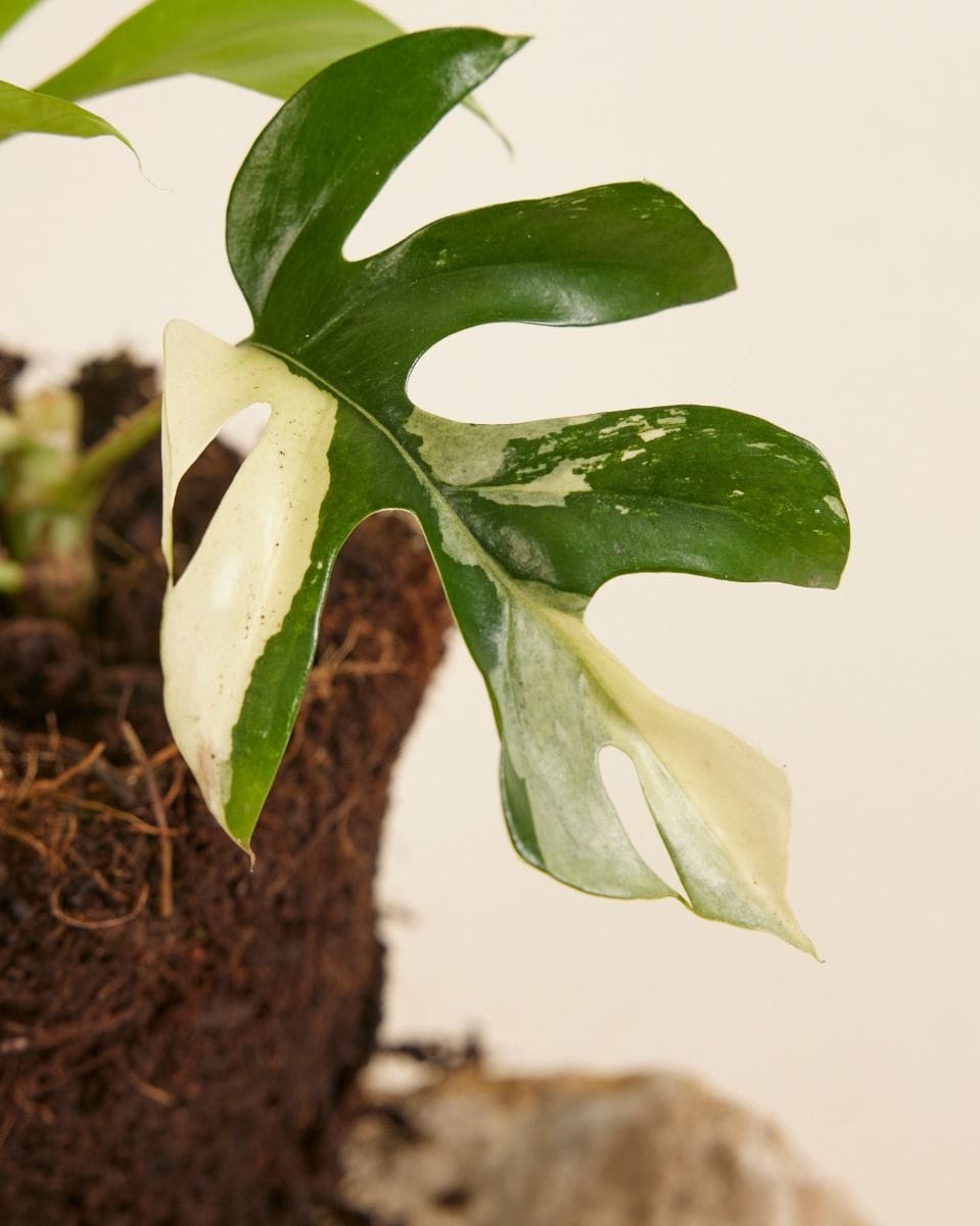 Rhaphidophora Tetrasperma Variegated