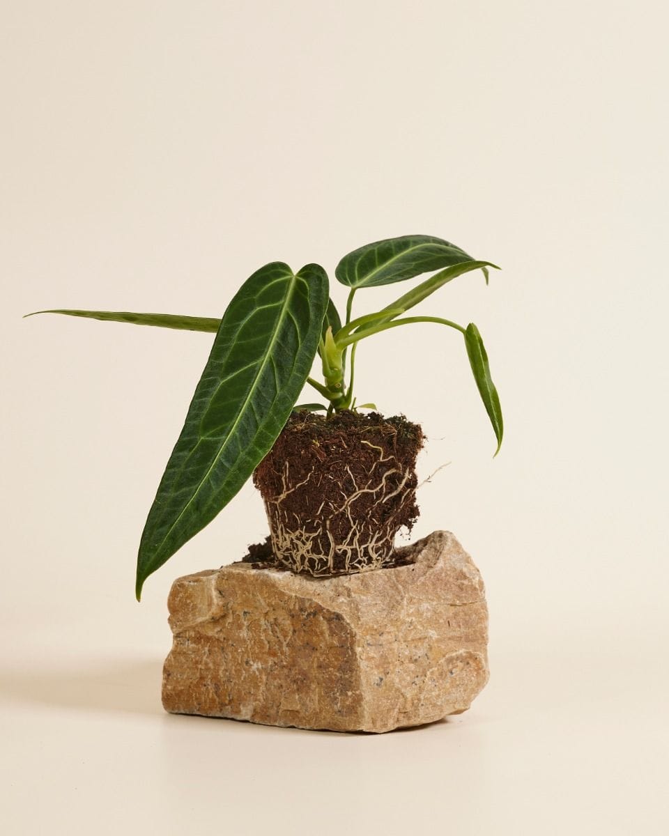 Anthurium Queen Anthurium Warocqueanum