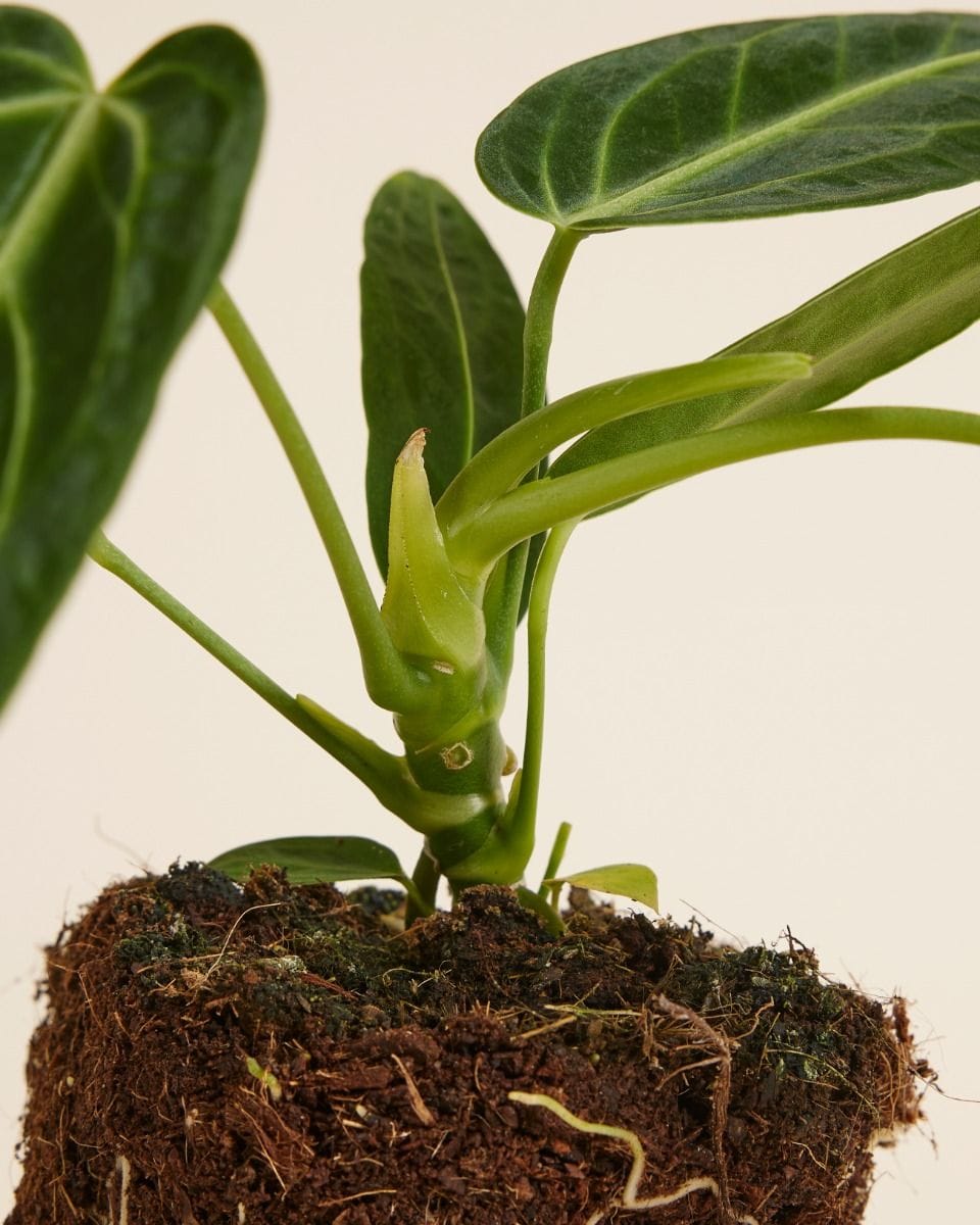 Anthurium Queen Anthurium Warocqueanum