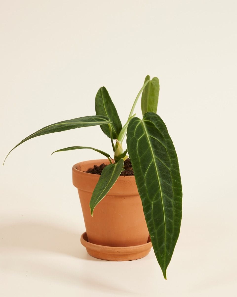 Anthurium Queen Anthurium Warocqueanum