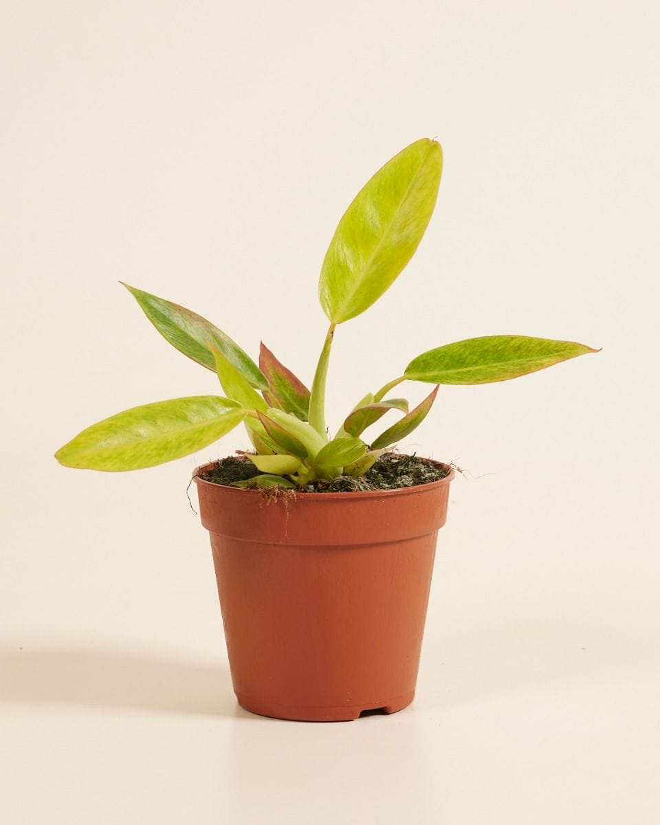 Philodendron Calkins Gold