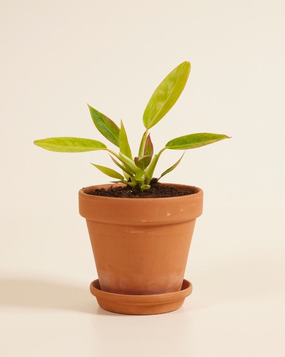 Philodendron Calkins Gold