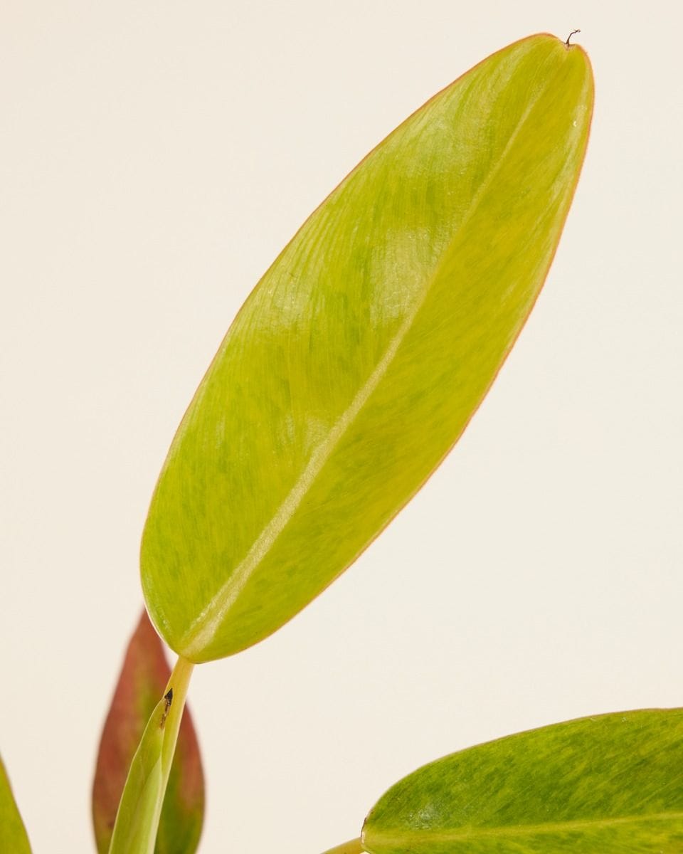Philodendron Calkins Gold