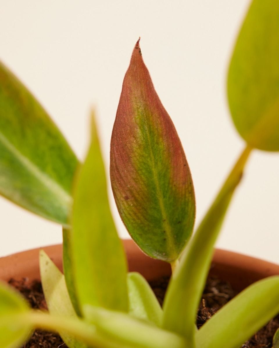 Philodendron Calkins Gold