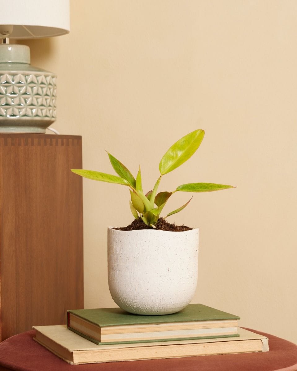 Philodendron Calkins Gold