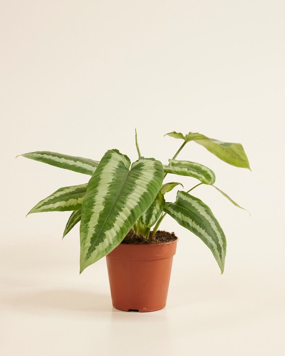 Schismatoglottis Wallichii