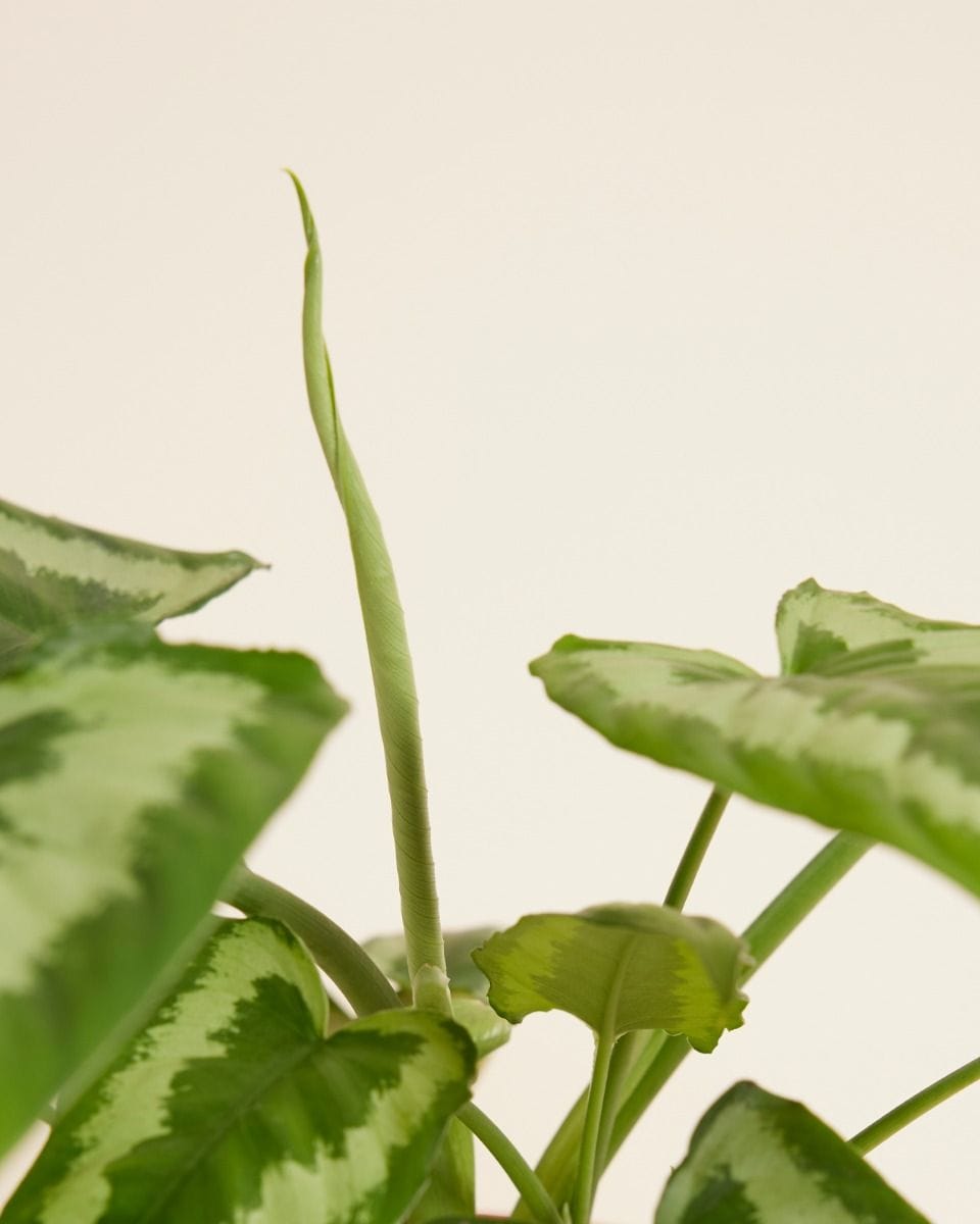 Schismatoglottis Wallichii