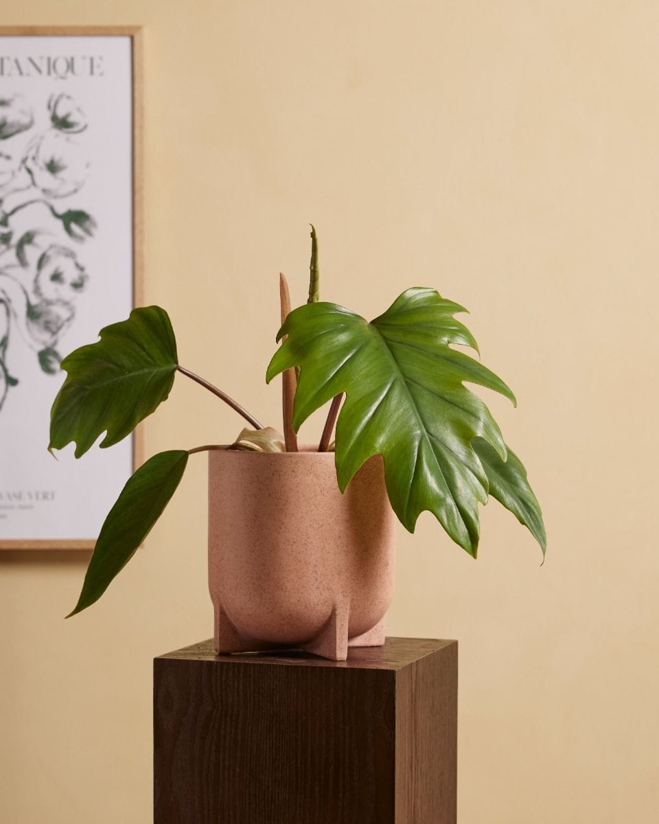Philodendron Mayoi