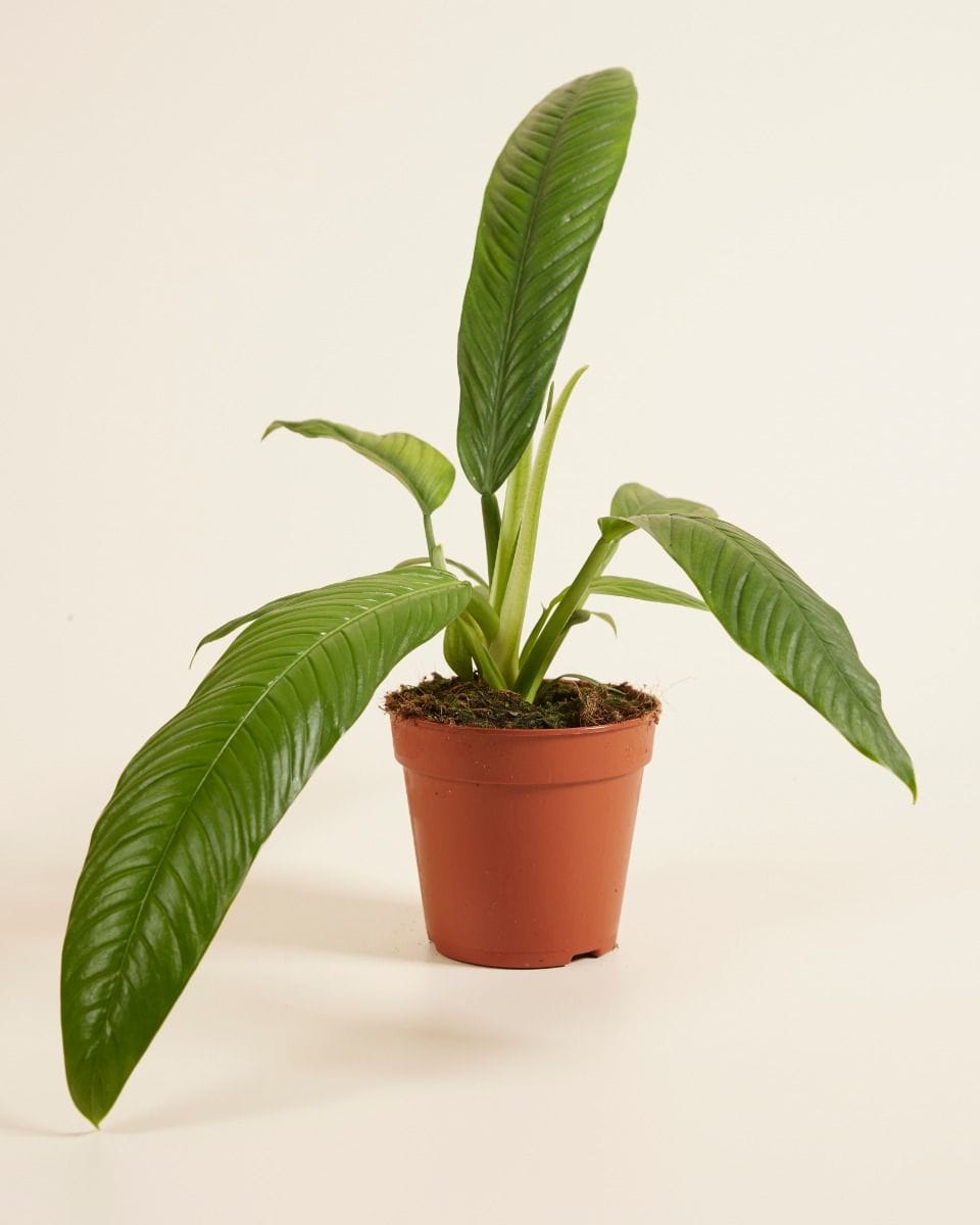 Philodendron Campii