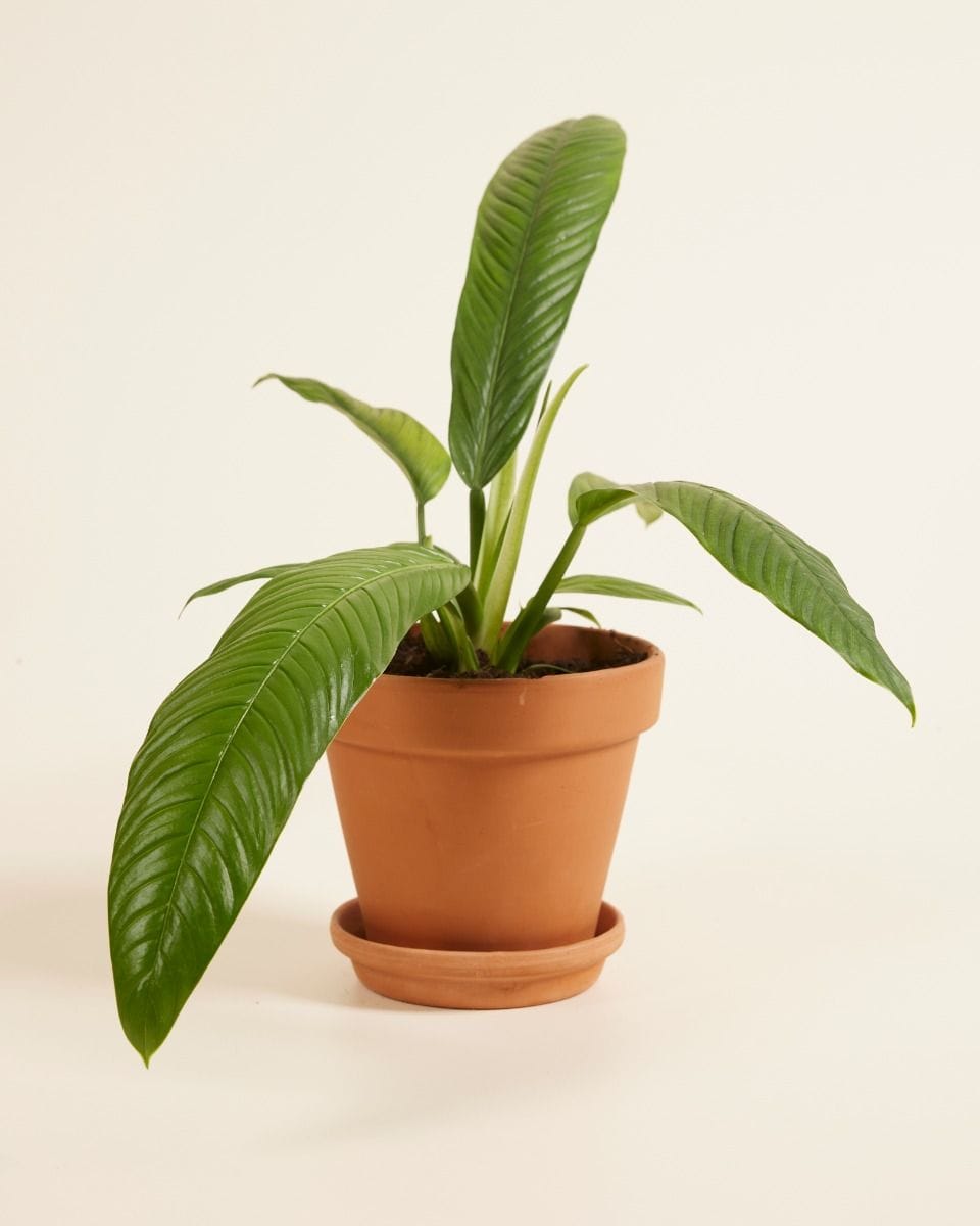 Philodendron Campii