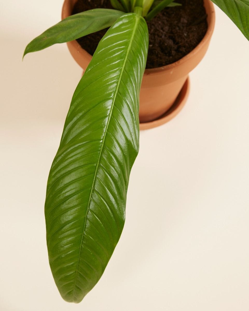 Philodendron Campii