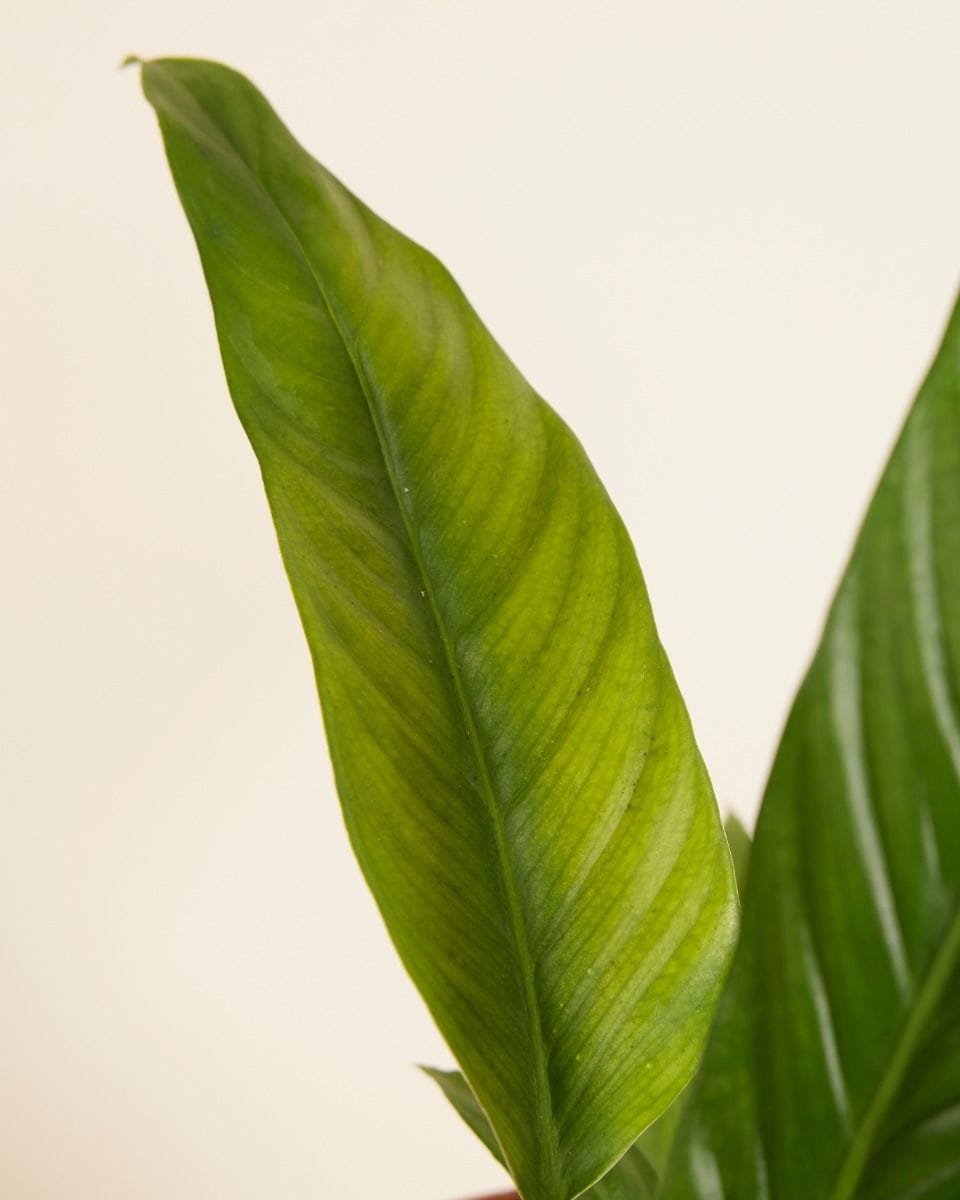 Philodendron Campii