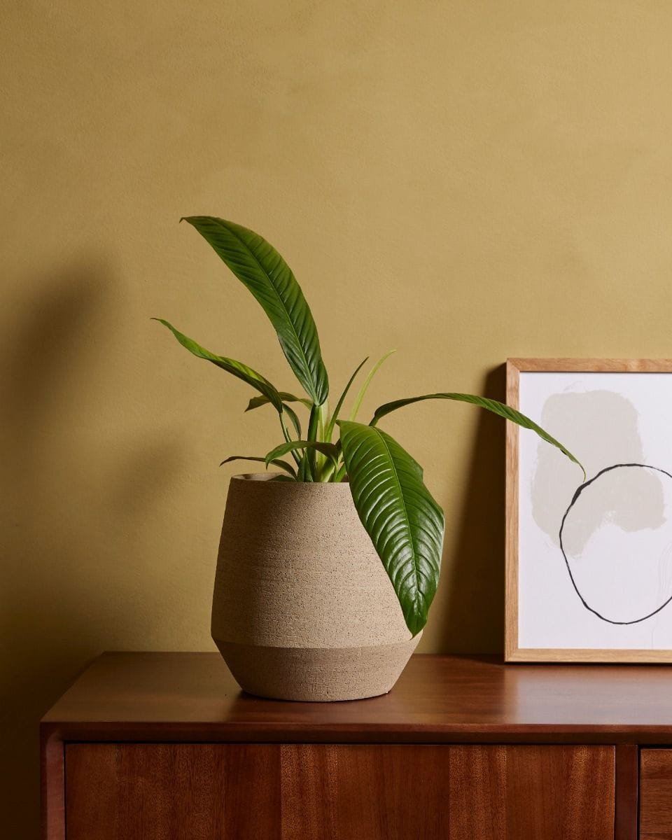 Philodendron Campii