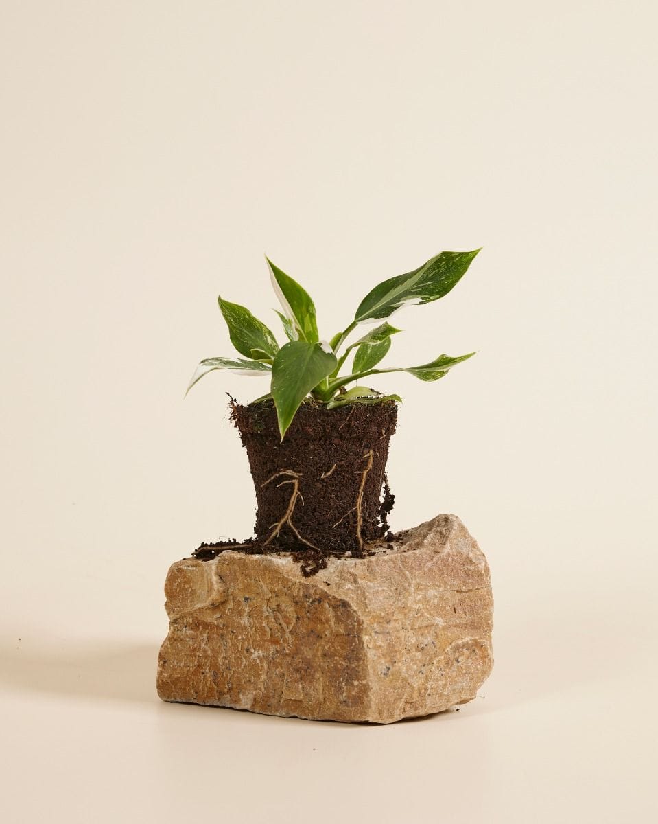 Philodendron Filodendro White Wizard