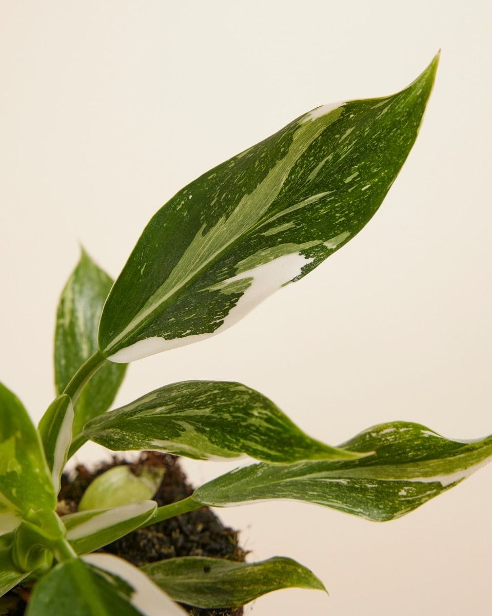 Philodendron Filodendro White Wizard