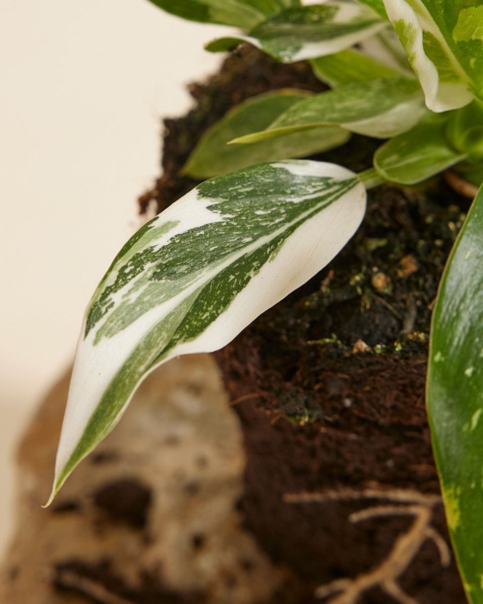 Philodendron Filodendro White Wizard
