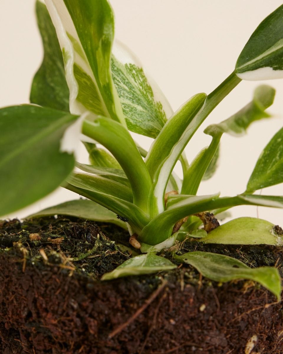Philodendron Filodendro White Wizard