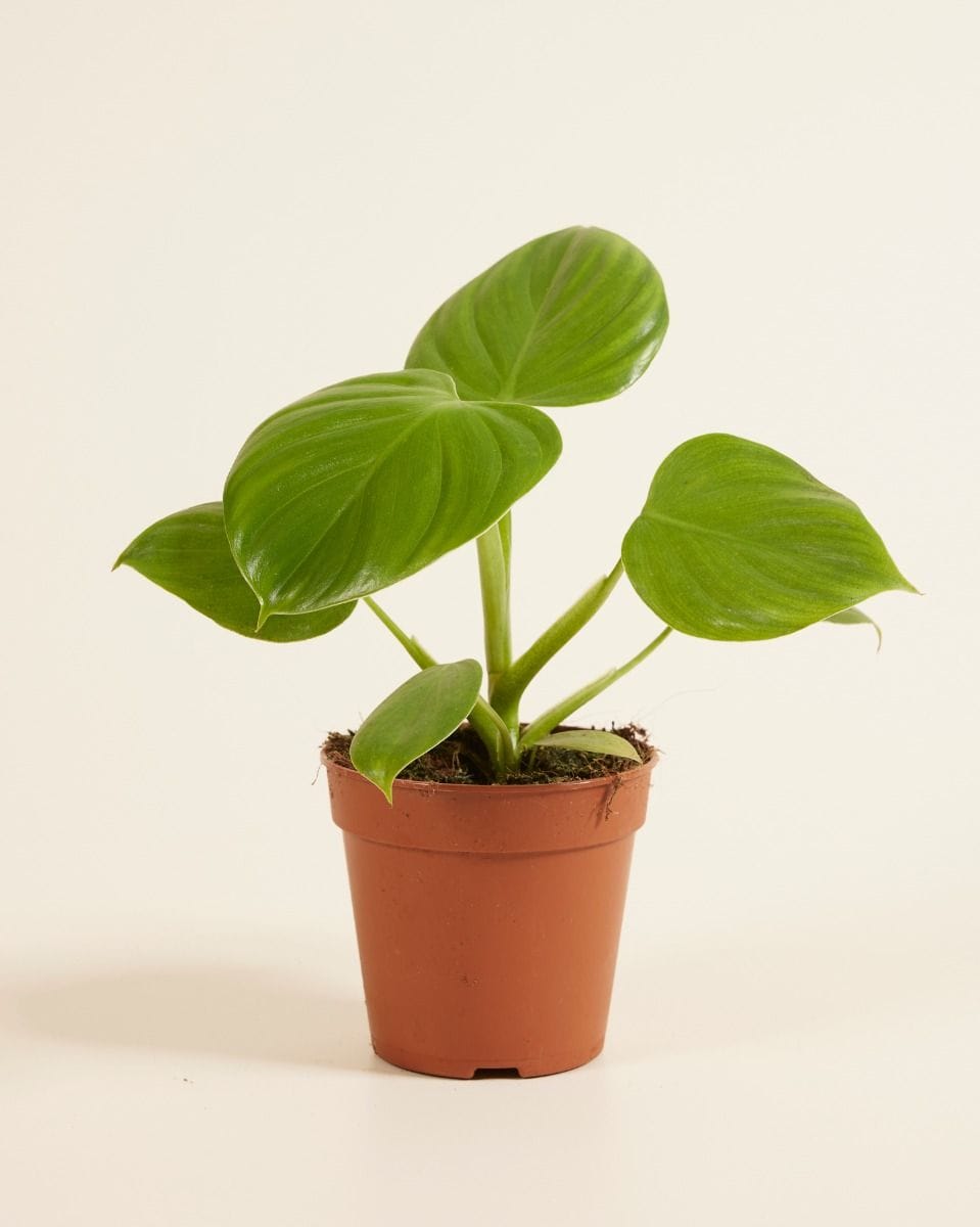 Philodendron Filodendro Pittieri
