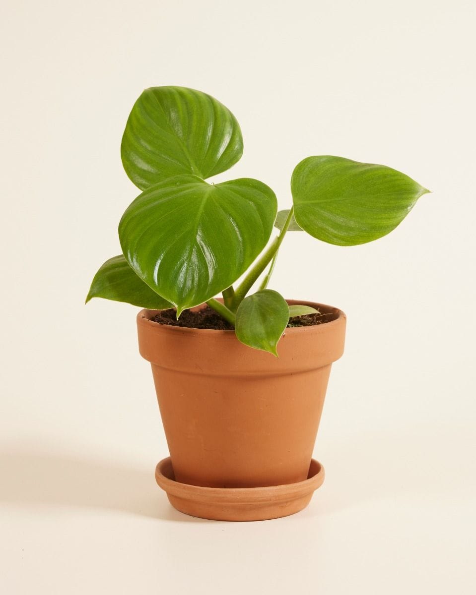 Philodendron Filodendro Pittieri