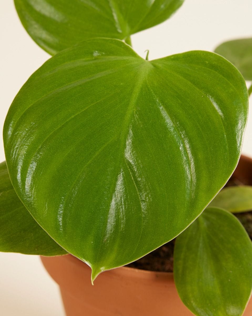 Philodendron Filodendro Pittieri