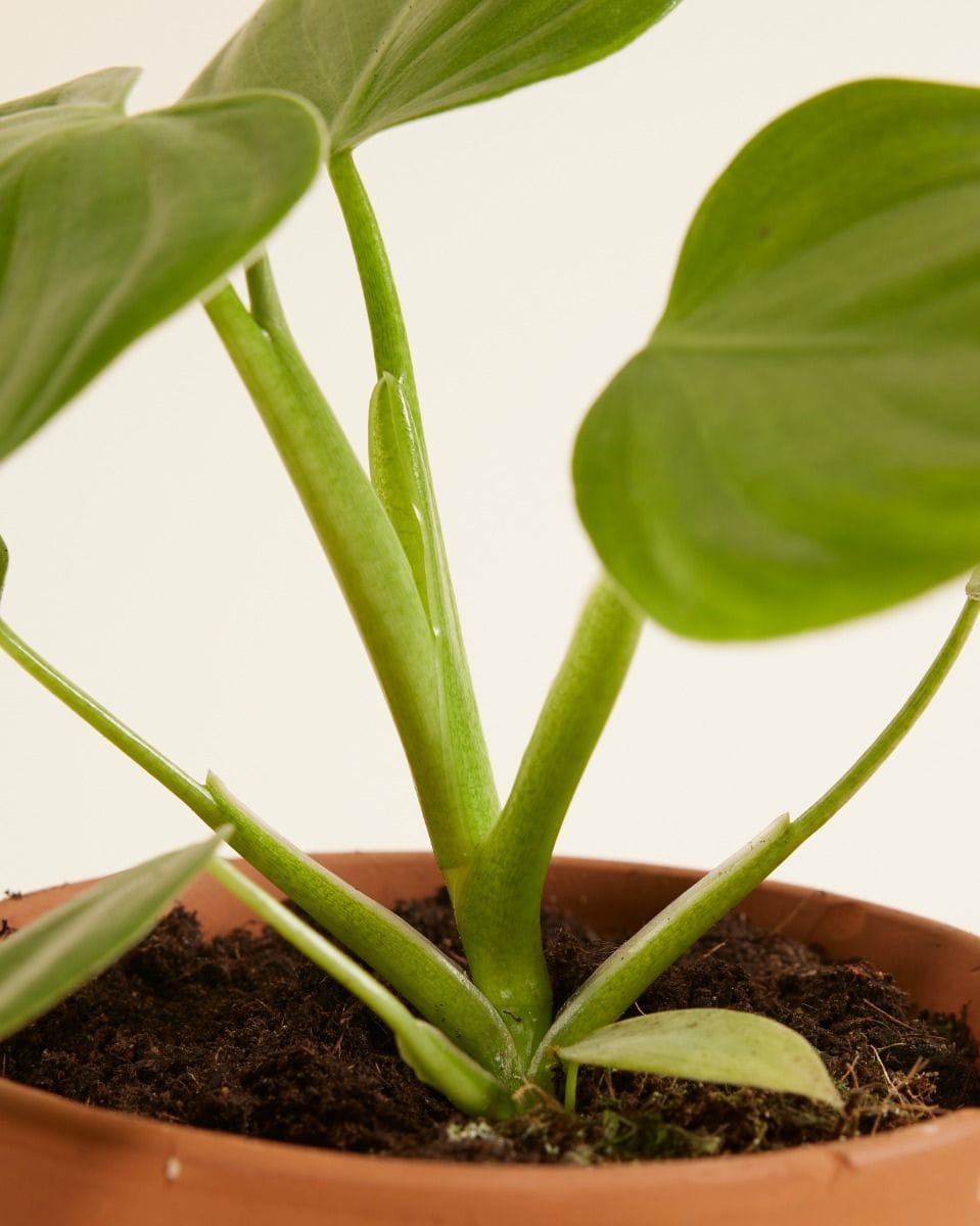 Philodendron Filodendro Pittieri