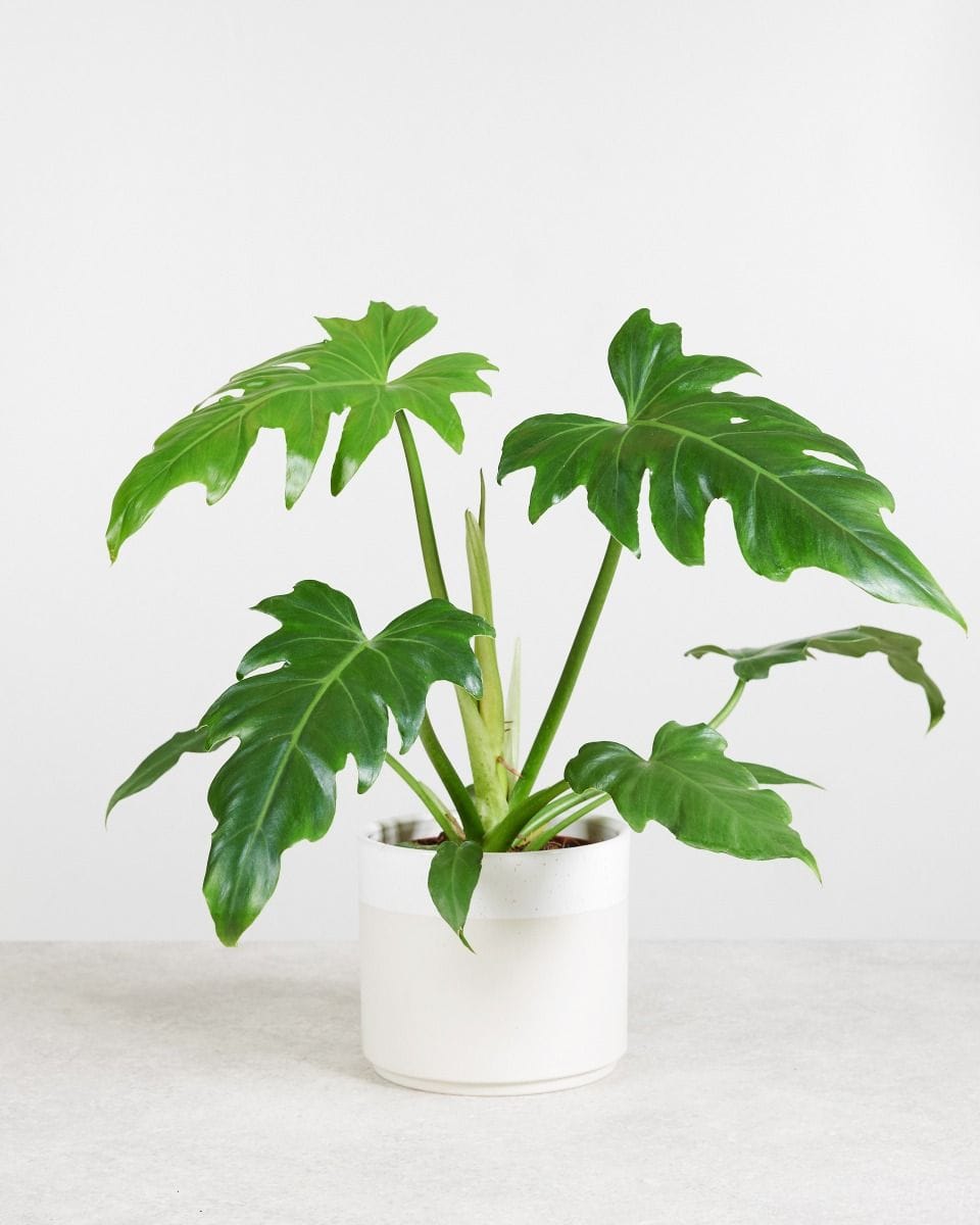 Philodendron Lacerum