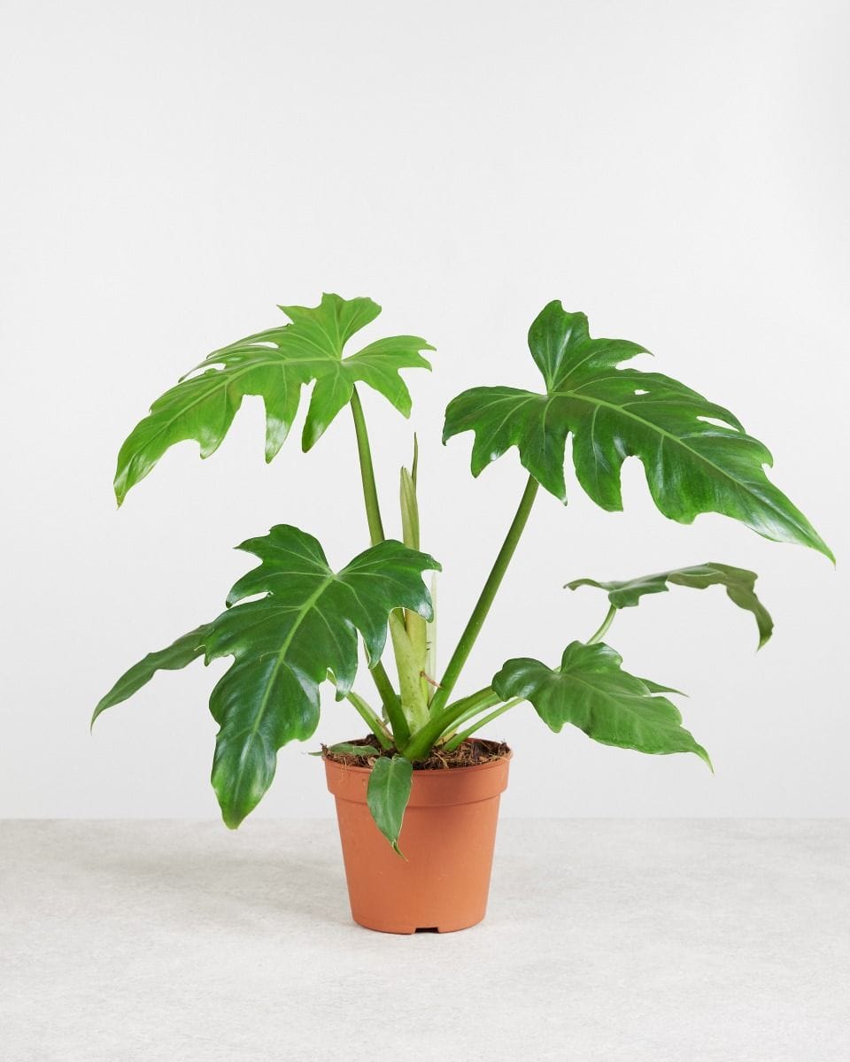 Philodendron Lacerum