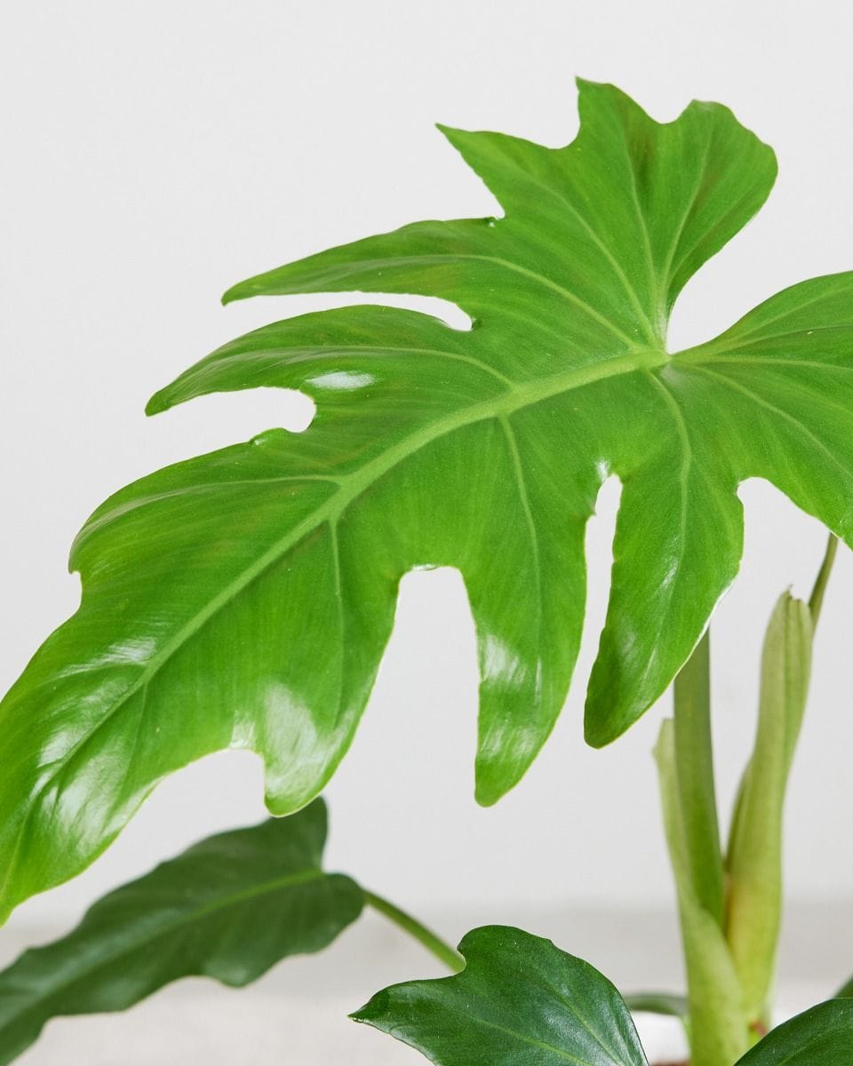 Philodendron Lacerum