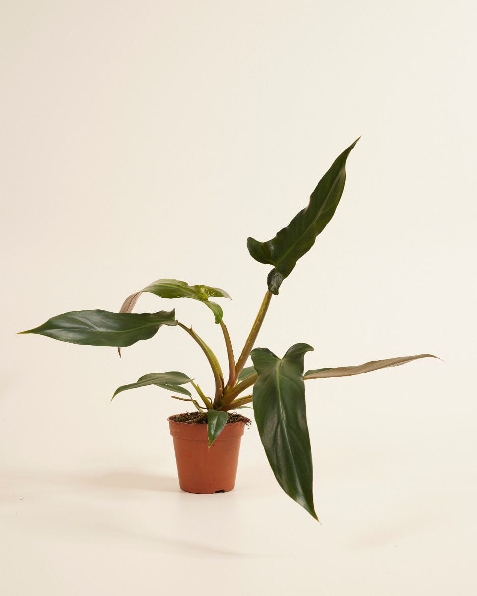 Philodendron Baumfreund Mexicanum