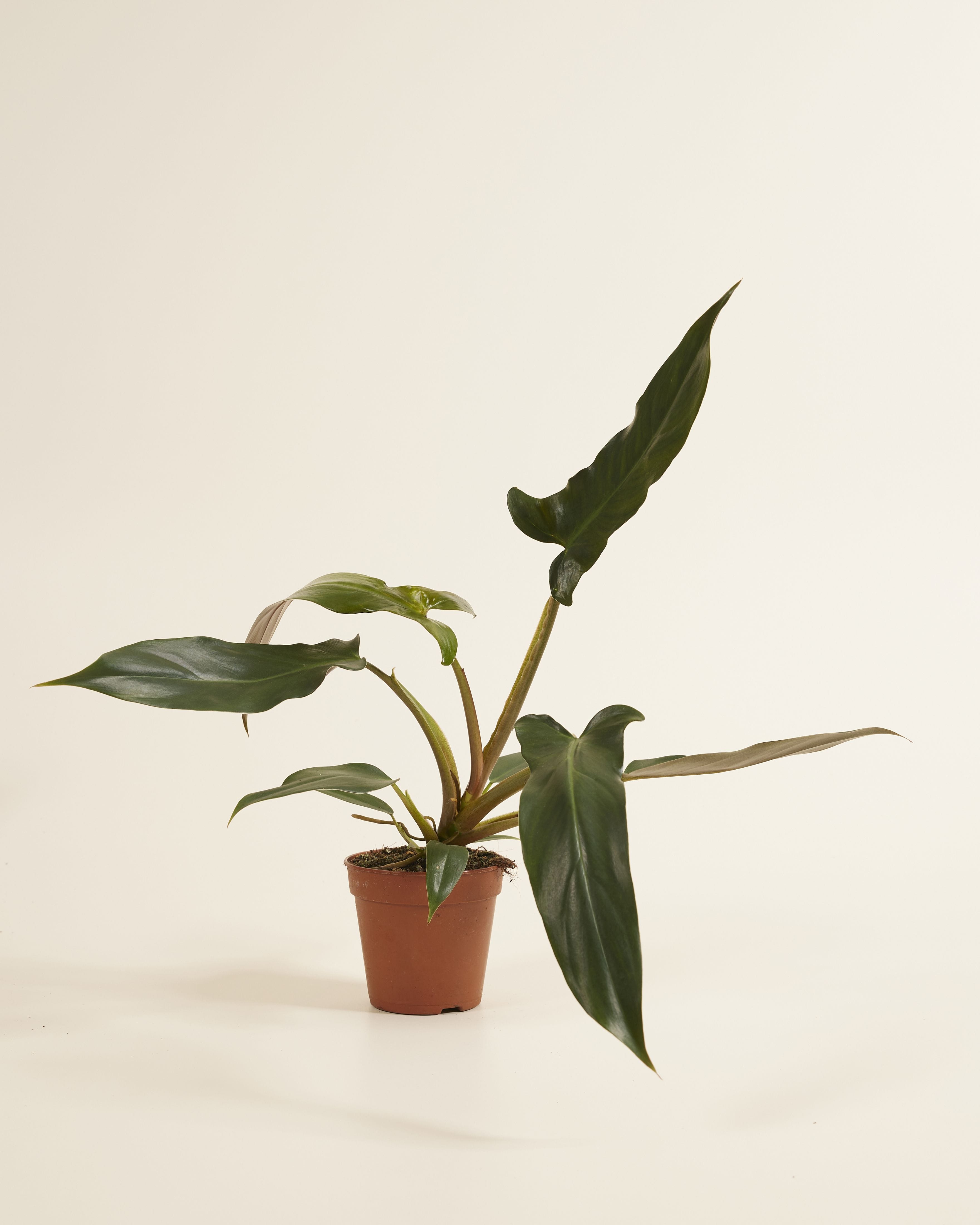 Philodendron Mexicanum