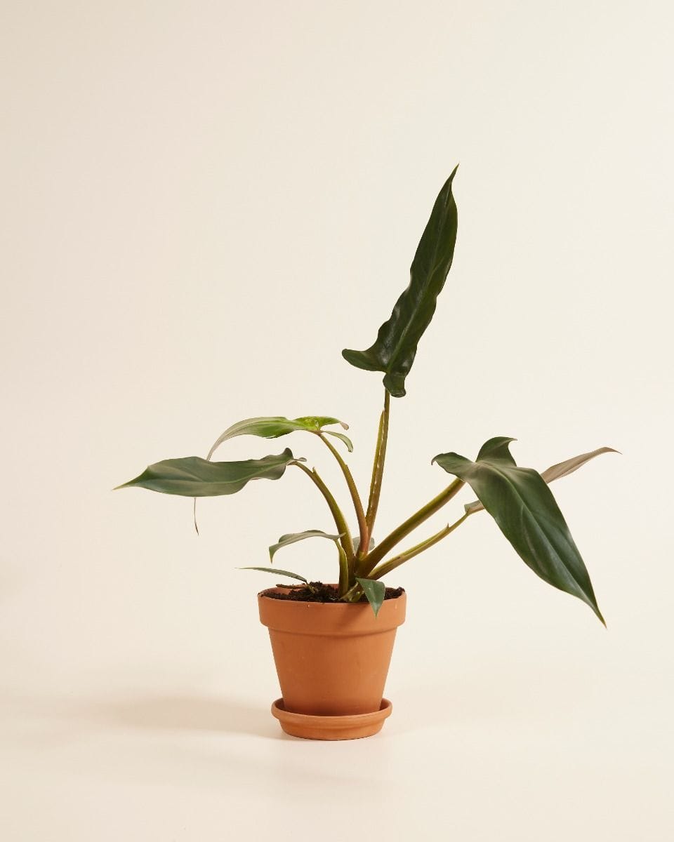 Philodendron Baumfreund Mexicanum